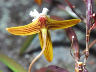 Dockrillia striolata (Streaked Rock Orchid) at Jerrawangala, NSW - 15 Sep 2023 by Harrisi