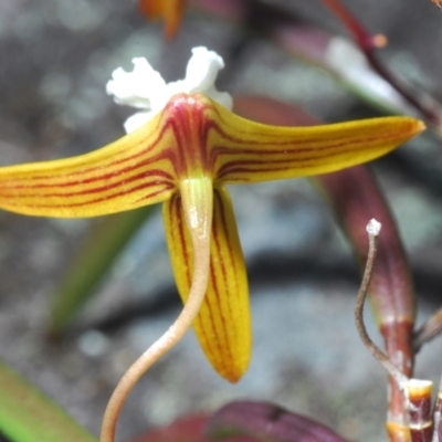 Dockrillia striolata (Streaked Rock Orchid) at Jerrawangala, NSW - 15 Sep 2023 by Harrisi
