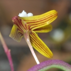 Dockrillia striolata at Jerrawangala, NSW - 15 Sep 2023