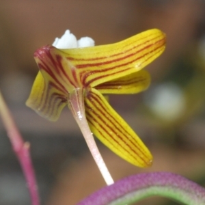 Dockrillia striolata at Jerrawangala, NSW - 15 Sep 2023