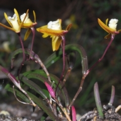 Dockrillia striolata at Jerrawangala, NSW - 15 Sep 2023