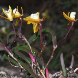 Dockrillia striolata at Jerrawangala, NSW - 15 Sep 2023