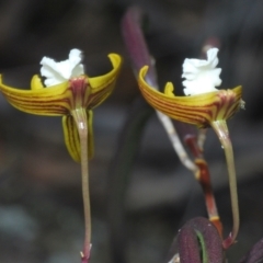 Dockrillia striolata at Jerrawangala, NSW - 15 Sep 2023