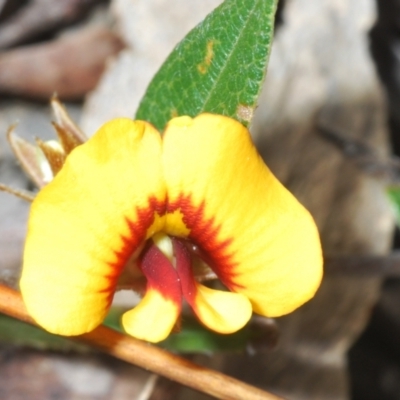 Mirbelia platylobioides (Large-flowered Mirbelia) at Wog Wog, NSW - 15 Sep 2023 by Harrisi