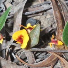 Mirbelia platylobioides at Wog Wog, NSW - 15 Sep 2023