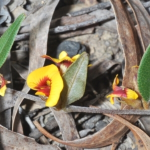 Mirbelia platylobioides at Wog Wog, NSW - 15 Sep 2023