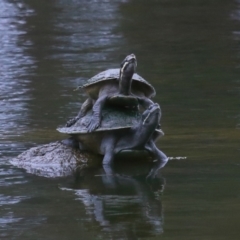 Emydura macquarii at Capalaba, QLD - 4 Sep 2023 10:26 AM