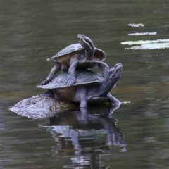 Emydura macquarii at Capalaba, QLD - 4 Sep 2023 10:26 AM