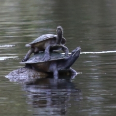 Emydura macquarii at Capalaba, QLD - 4 Sep 2023 10:26 AM