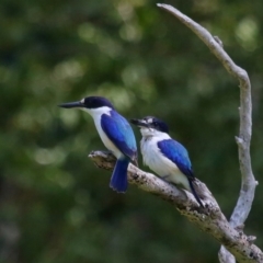 Todiramphus macleayii (Forest Kingfisher) at Ormiston, QLD - 11 Sep 2023 by TimL