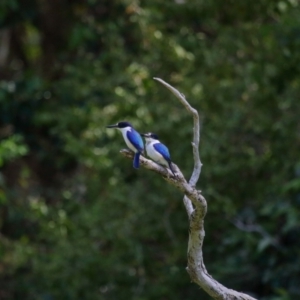 Todiramphus macleayii at Ormiston, QLD - 11 Sep 2023