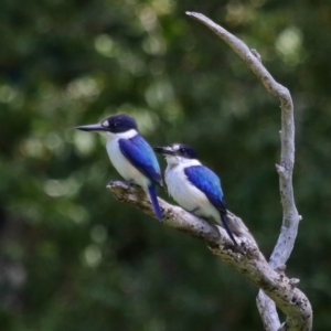 Todiramphus macleayii at Ormiston, QLD - 11 Sep 2023 11:13 AM