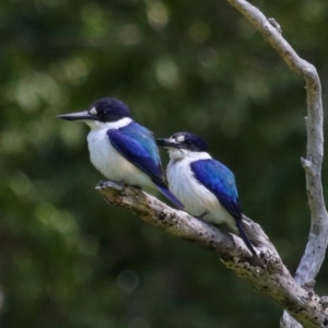 Todiramphus macleayii at Ormiston, QLD - 11 Sep 2023 11:13 AM