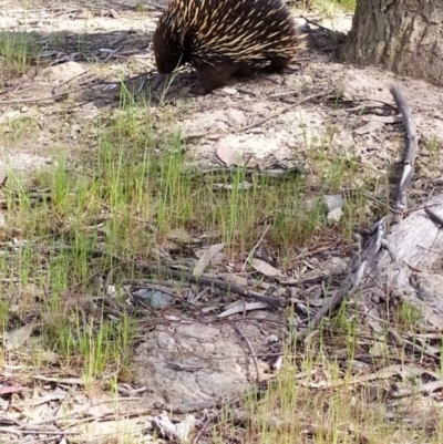 Tachyglossus aculeatus (Short-beaked Echidna) at Amaroo, ACT - 15 Sep 2023 by nko6348