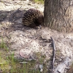 Tachyglossus aculeatus at Amaroo, ACT - 15 Sep 2023 07:29 AM