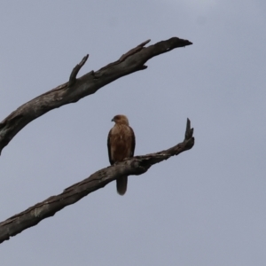 Haliastur sphenurus at Splitters Creek, NSW - 10 Sep 2023 11:06 AM