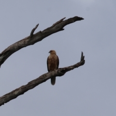 Haliastur sphenurus (Whistling Kite) at Wonga Wetlands - 10 Sep 2023 by KylieWaldon