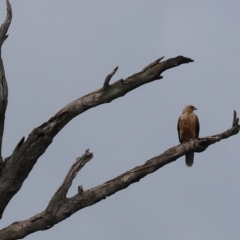 Haliastur sphenurus at Splitters Creek, NSW - 10 Sep 2023