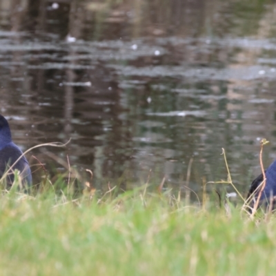 Porphyrio melanotus (Australasian Swamphen) at Wonga Wetlands - 9 Sep 2023 by KylieWaldon