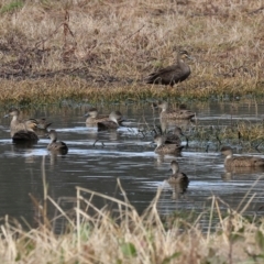 Anas gracilis (Grey Teal) at Albury - 10 Sep 2023 by KylieWaldon