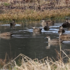 Anas gracilis at Splitters Creek, NSW - 10 Sep 2023 11:31 AM