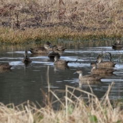 Anas gracilis at Splitters Creek, NSW - 10 Sep 2023 11:31 AM