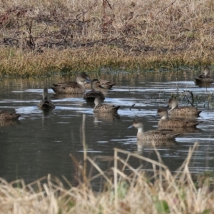 Anas gracilis at Splitters Creek, NSW - 10 Sep 2023