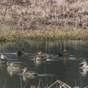 Anas gracilis at Splitters Creek, NSW - 10 Sep 2023