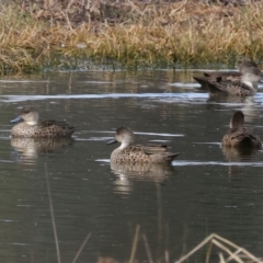 Anas gracilis at Splitters Creek, NSW - 10 Sep 2023 11:31 AM