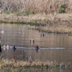 Aythya australis (Hardhead) at Albury - 10 Sep 2023 by KylieWaldon