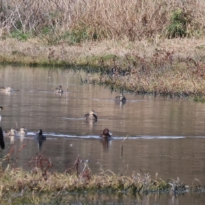 Aythya australis at Splitters Creek, NSW - 10 Sep 2023