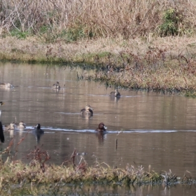 Aythya australis (Hardhead) at Wonga Wetlands - 10 Sep 2023 by KylieWaldon