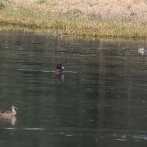 Aythya australis at Splitters Creek, NSW - 10 Sep 2023