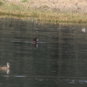 Aythya australis at Splitters Creek, NSW - 10 Sep 2023 11:30 AM