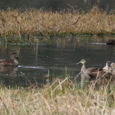 Anas superciliosa (Pacific Black Duck) at Albury - 10 Sep 2023 by KylieWaldon