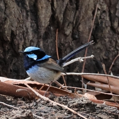 Malurus cyaneus (Superb Fairywren) at Wonga Wetlands - 10 Sep 2023 by KylieWaldon