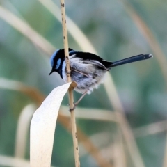 Malurus cyaneus at Splitters Creek, NSW - 10 Sep 2023 11:34 AM