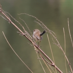 Malurus cyaneus at Splitters Creek, NSW - 10 Sep 2023 11:34 AM