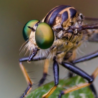 Unidentified Robber fly (Asilidae) at Hornsby Heights, NSW - 23 Mar 2023 by KorinneM