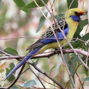 Platycercus elegans flaveolus at Splitters Creek, NSW - 10 Sep 2023 11:29 AM