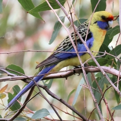 Platycercus elegans flaveolus (Yellow Rosella) at Wonga Wetlands - 10 Sep 2023 by KylieWaldon