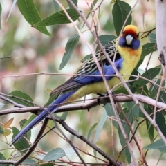 Platycercus elegans flaveolus at Splitters Creek, NSW - 10 Sep 2023