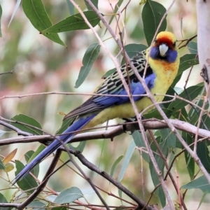 Platycercus elegans flaveolus at suppressed - 10 Sep 2023
