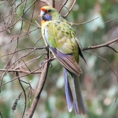 Platycercus elegans flaveolus at Splitters Creek, NSW - 10 Sep 2023 11:29 AM