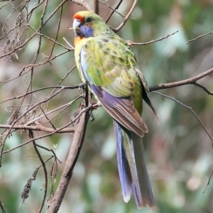 Platycercus elegans flaveolus at Splitters Creek, NSW - 10 Sep 2023 11:29 AM