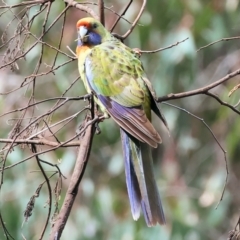 Platycercus elegans flaveolus at Splitters Creek, NSW - 10 Sep 2023