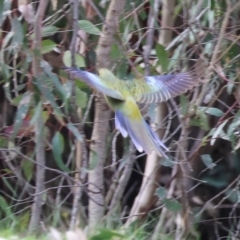 Platycercus elegans flaveolus at Splitters Creek, NSW - 10 Sep 2023 11:29 AM