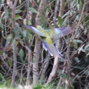 Platycercus elegans flaveolus at Splitters Creek, NSW - 10 Sep 2023 11:29 AM