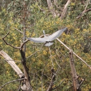 Egretta novaehollandiae at Splitters Creek, NSW - 10 Sep 2023