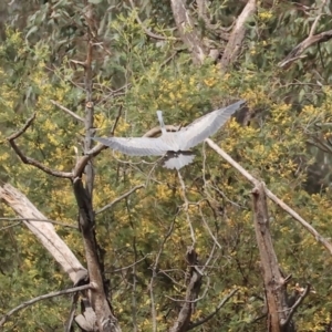 Egretta novaehollandiae at Splitters Creek, NSW - 10 Sep 2023 11:31 AM